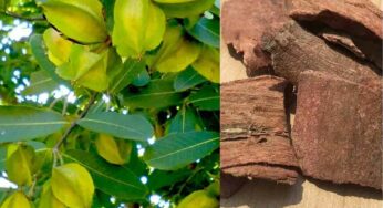 Arjuna Tree : ఈ చెట్టు ఎక్క‌డ క‌నిపించినా స‌రే దీని బెర‌డును మాత్రం విడిచిపెట్ట‌కుండా ఇంటికి తెచ్చుకోండి..!