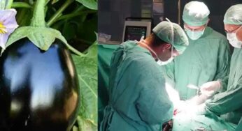 Brinjal : ఆప‌రేష‌న్ చేయించుకున్న‌వాళ్లు వంకాయ తిన‌కూడ‌దా.. డాక్ట‌ర్లు అలా ఎందుకు చెబుతారు..?