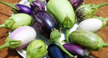 వంకాయ‌ల‌ను తేలిగ్గా తీసిపారేయ‌కండి.. వీటితో క‌లిగే లాభాలు బోలెడు..!