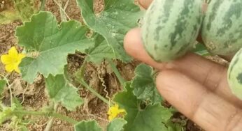 Budama Kayalu : ఇవి ఎక్క‌డ క‌నిపించినా స‌రే విడిచిపెట్ట‌కుండా తినండి.. ఎందుకంటే..?