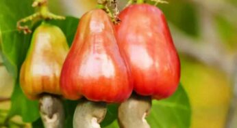 Cashew Mango : ఈ పండ్లను తీసుకుంటే.. జీవితంలో క్యాన్సర్ రాదు..!