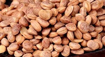 Chironji Seeds : ఈ గింజ‌ల గురించి తెలుసా.. వీటిని తింటే ఎన్నో ప్ర‌యోజ‌నాలు..!
