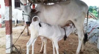 Food To Gomatha : గోమాత‌కు ఏయే ఆహారాల‌ను తినిపిస్తే.. ఎలాంటి ఫ‌లితాలు క‌లుగుతాయో తెలుసా..?