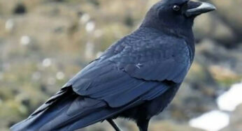 కాకి మీ ఇంటి ముందు పదే పదే అరిస్తే ఏం జరుగుతుందో తెలుసా..?