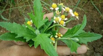 మ‌న చుట్టూ ప‌రిస‌రాల్లో పెరిగే మొక్క ఇది.. ఉప‌యోగాలు తెలిస్తే.. వెంట‌నే ఇంటికి తెచ్చుకుంటారు..
