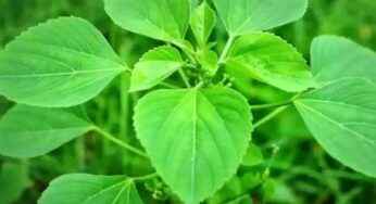 Kuppintaku : ఈ మొక్క ఎక్క‌డ క‌నిపించినా విడిచిపెట్ట‌కుండా ఇంటికి తెచ్చుకోండి..!