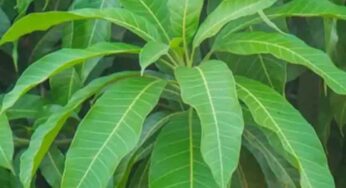 Mango Leaves : మామిడి ఆకుల్లో దాగి ఉన్న ఈ ర‌హ‌స్యాల గురించి మీకు తెలుసా..?