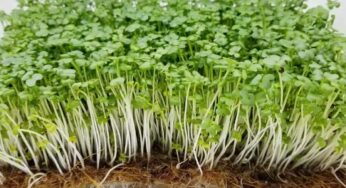 Micro Greens : వీటిని తింటే జీవితంలో ఏ జబ్బు రాదు.. ఇంట్లోనే మనం ఈజీగా తయారు చేసుకుని తినవ‌చ్చు..!