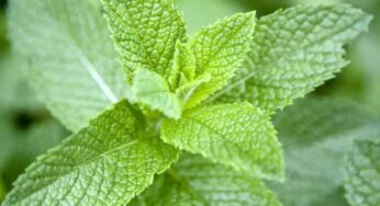 Mint Leaves : రోజూ ఒక క‌ప్పు పుదీనా జ్యూస్ చాలు.. ఏం జ‌రుగుతుందో తెలిస్తే న‌మ్మ‌లేరు..!