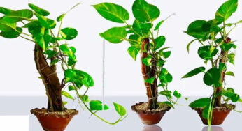 మీ ఇంట్లో మ‌నీ ప్లాంట్ ఉందా ? దాన్ని ఏ దిక్కు పెట్టాలో తెలుసుకోండి.. క‌చ్చితంగా తెలుసుకోవాల్సిన నియ‌మాలు..!