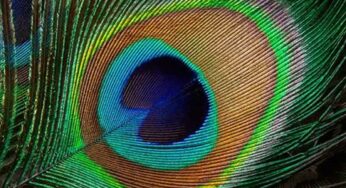 Peacock Feather : వాస్తు దోషాలు, శ‌ని బాధ‌ల నుంచి బ‌య‌ట ప‌డాలంటే.. నెమ‌లి ఫించాన్ని ఇలా పెట్టండి..!