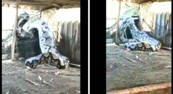 భారీ పాము ఎర‌ను మింగేసి ఇబ్బంది ప‌డింది.. వైర‌ల్ వీడియో..!