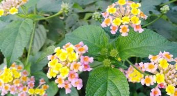 Thalambrala Chettu : ర‌హ‌దారుల ప‌క్క‌న క‌నిపించే మొక్క ఇది.. క‌నిపిస్తే విడిచిపెట్ట‌కుండా ఇంటికి తెచ్చుకోండి..!