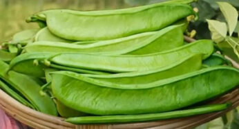 Thammakayalu : ఈ కాయ ఒక్కటి తీసుకుంటే.. సచ్చుబడ్డ నరాలు కూడా విజృంభిస్తాయి..!