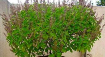 Tulsi Plant : తులసి మొక్క విషయంలో.. ఎట్టి పరిస్థితుల్లోనూ ఈ తప్పుల‌ను చేయకూడదు..!