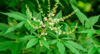 Vavilaku : స‌హ‌జ‌సిద్ధ‌మైన పెయిన్ కిల్ల‌ర్ ఇది.. ట్యాబ్లెట్లు అవ‌స‌రం లేదు..!