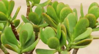 Crassula Plant : ఇంట్లో ఈ మొక్క‌ను పెంచండి.. డ‌బ్బే డ‌బ్బు, ఆర్థిక స‌మ‌స్య‌లు పోతాయి..!