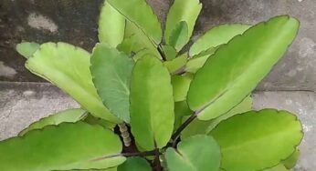 Ranapala Plant : ఈ మొక్క 150కి పైగా వ్యాధుల‌ను న‌యం చేస్తుంది..!