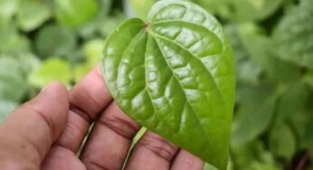 Betel Leaves : ఈ ఆకుల‌ను అస‌లు విడిచిపెట్ట‌కండి.. ఎన్ని లాభాలు క‌లుగుతాయో తెలిస్తే ఆశ్చ‌ర్య‌పోతారు..