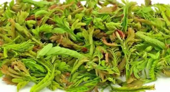 Chintha Chiguru : ఈ ఒక్క ఆకుతో ఎన్ని వ్యాధులు త‌గ్గుతాయో తెలుసా..?