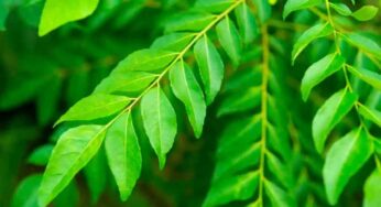 Curry Leaves Benefits : రోజూ 4 క‌రివేపాకుల‌ను న‌మిలి తినండి.. ఏ రోగాలు ఉండ‌వు..!