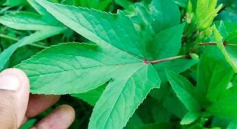 Gongura : దీన్ని వారంలో మూడు రోజులు తినండి చాలు.. ఎన్ని ప్ర‌యోజ‌నాలు క‌లుగుతాయంటే..?