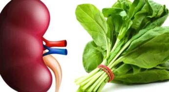 Kidney Problems And Spinach : కిడ్నీ స‌మ‌స్య‌లు ఉన్న‌వారు పాల‌కూర‌ను తిన‌వ‌చ్చా..? తింటే ఏమ‌వుతుంది..?