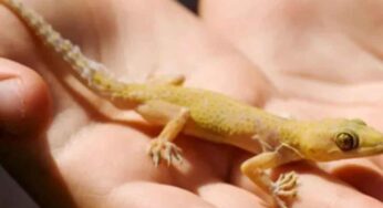 మన శరీర భాగాలపై బల్లి పడటం శుభ శకునమా?