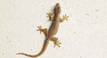 Lizards : ఇంట్లో బల్లులు ఎక్కువగా ఉన్నాయా..? ఇలా చేస్తే ఐదే నిమిషాల్లో పారిపోతాయి..!