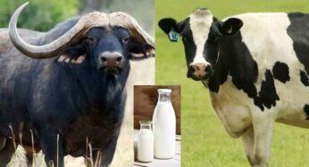 Buffalo Vs Cow Milk : ఆవు పాలు, గేదె పాలు.. ఈ రెండింటిలో ఏ పాలు తాగితే మంచిదో తెలుసా..?