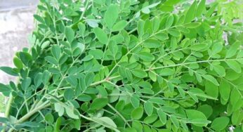Drumstick Leaves : మున‌గాకుతో ఎన్ని లాభాలు క‌లుగుతాయో తెలుసా..? త‌ప్ప‌క తీసుకోవాల్సిందే..!