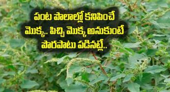 Mulla Thotakura : ఎక్క‌డ ఈ మొక్క క‌నిపించినా.. విడిచిపెట్ట‌కుండా తెచ్చుకోండి..!