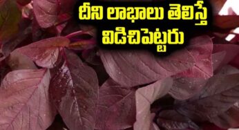 Red Amaranth : దీన్ని రోజూ తింటే ఎన్ని లాభాలో తెలుసా.. చెబితే న‌మ్మ‌లేరు..!