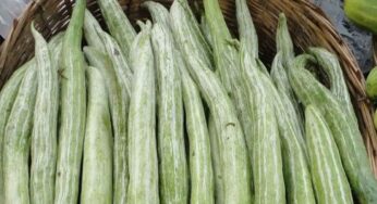 Snake Gourd : పొట్ల‌కాయ‌లు అంటే ఇష్టం లేదా.. వీటిని తిన‌క‌పోతే ఈ లాభాల‌ను కోల్పోతారు..