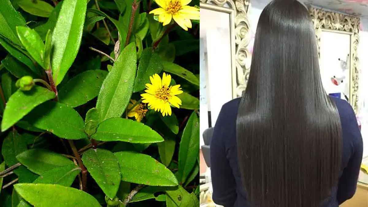 Bhringraj Leaves how to use them for hair growth 