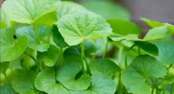 Saraswati Plant : రోజూ రెండు ఆకులు చాలు.. న‌త్తి త‌గ్గుతుంది, జ్ఞాప‌క‌శ‌క్తి పెరుగుతుంది..!