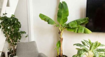 Banana Tree In Home : వాస్తు ప్ర‌కారం అస‌లు ఇంట్లో అర‌టి చెట్టును పెంచ‌వ‌చ్చా.. పెంచితే ఏం జ‌రుగుతుంది..?