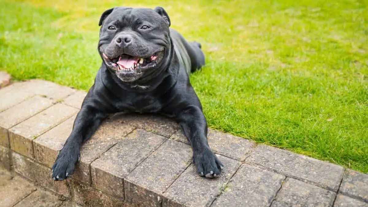 is it ok if black dog comes before when we leave home 