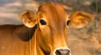 Cow In Dream : క‌ల‌లో మీకు ఆవు క‌నిపించిందా.. అయితే ఏం జ‌రుగుతుందో తెలుసా..?