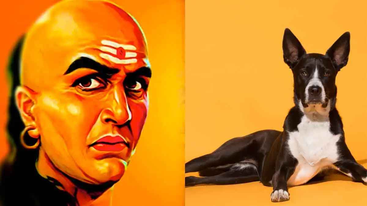 we must learn these from dog says chanakya 