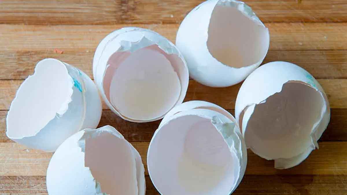 egg shells are also beneficial to us know their benefits 