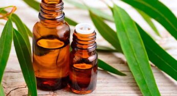 Eucalyptus Oil : ఈ ఆయిల్ ఏమిటో దీంతో క‌లిగే ప్రయోజ‌నాలు ఏమిటో తెలుసా..?