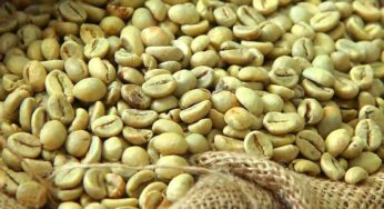 Green Coffee Beans Benefits : గ్రీన్ కాఫీ బీన్స్ గురించి తెలుసా.. వీటితో క‌లిగే 5 అద్భుత‌మైన లాభాలు ఇవే..!