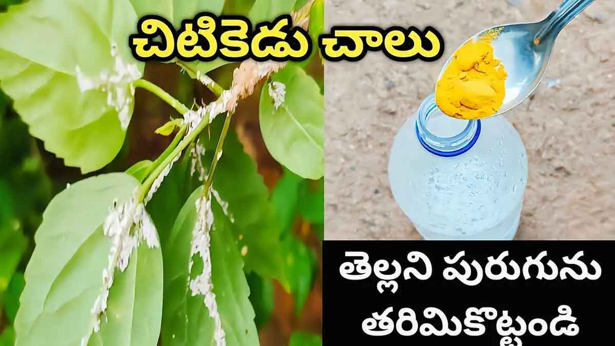 do like this to hibiscus for many flowers 