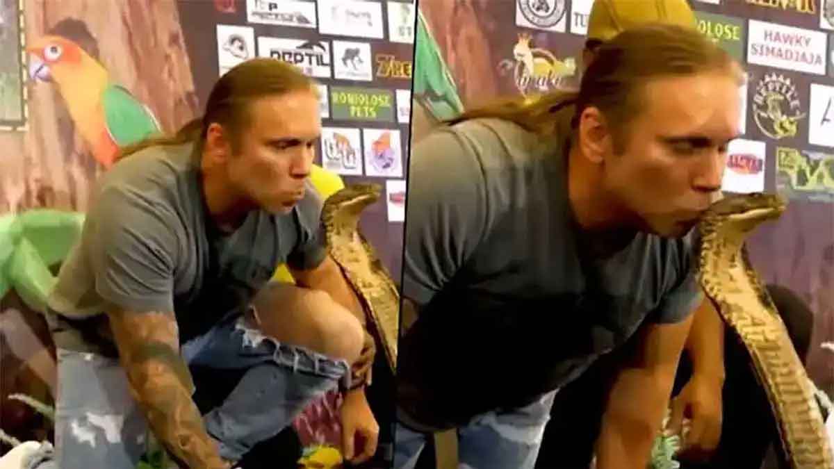 this man touched king cobra head viral video 