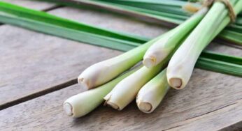 Lemon Grass : నిమ్మ‌గ‌డ్డితో ఎలాంటి అద్భుత‌మైన ప్ర‌యోజ‌నాలు క‌లుగుతాయంటే..?