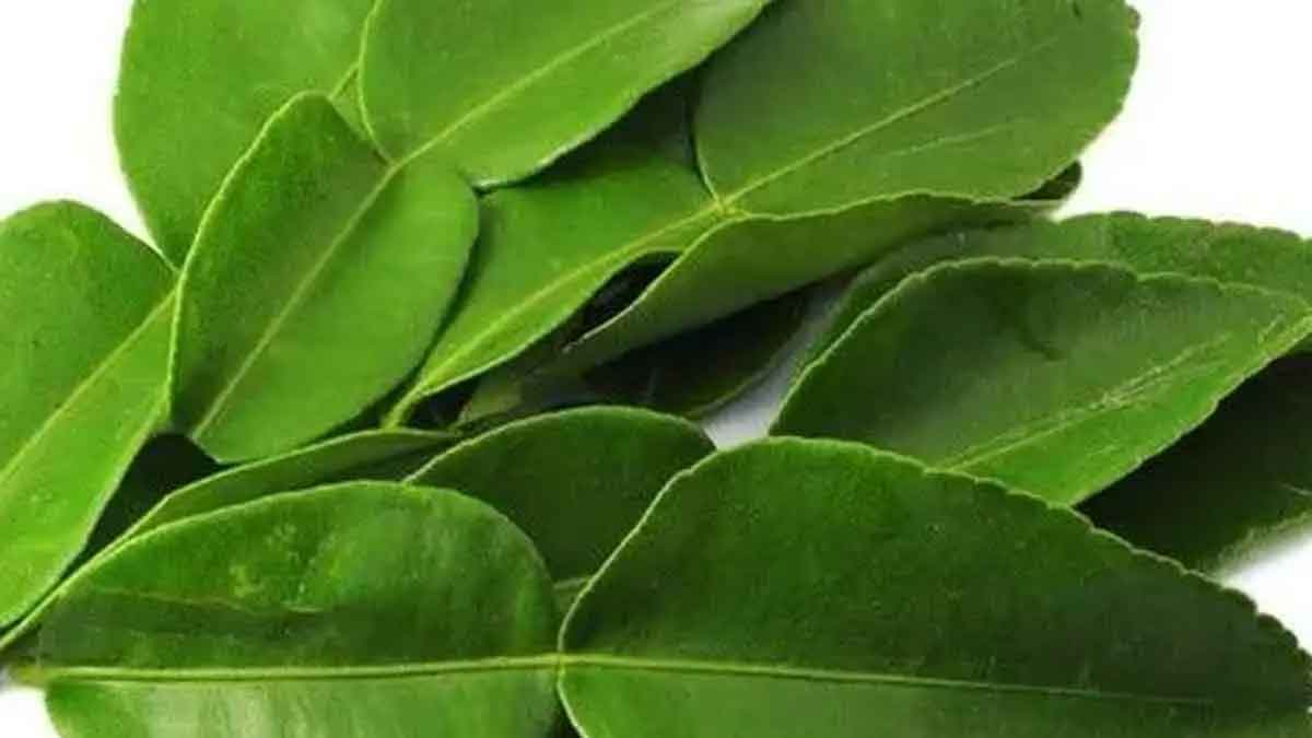 many wonderful health benefits of lemon leaves 