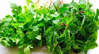 Mint And Coriander Leaves : పుదీనా, కొత్తిమీర‌. రెండింటిలో మ‌న‌కు ఏది ఎక్కువ మేలు చేస్తుంది..?