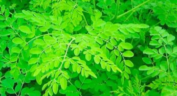 Drumstick Leaves : మున‌గ ఆకుల‌ను తిన‌డం వ‌ల్ల ఏం జ‌రుగుతుందో తెలుసా..?