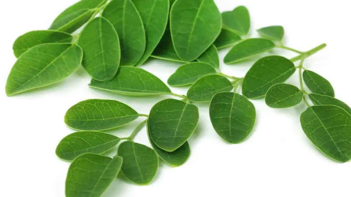 many wonderful health benefits o munagaku 